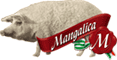 Image : Mangalica pork (pick)