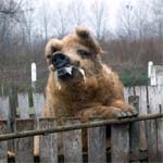 Image : Mangalica pig (pork)