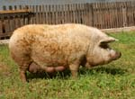 Image : Mangalica pig / Its hairy and cute form reminds of sheep. So that it is called Wooly Pig.