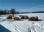 Image : Mangalica pig (pork) / though in snowy cold winter
