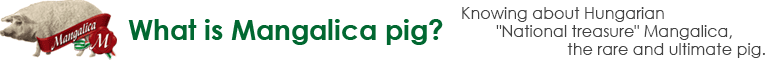 What is Mangalica pig? - Hungarian eatable national treasure Mangalica Pig : Knowing about Mangalica, the rare and ultimate pig.
