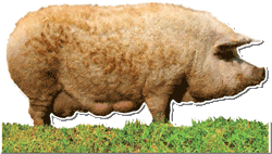 Image : Mangalica pig (pork)