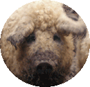 Image : Mangalica pig (pork)
