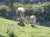 Cow is bred in northern west part of Spain.