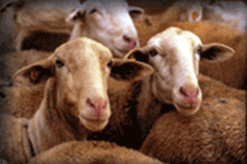 Sheep