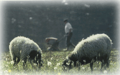 Sheep