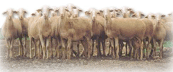 Sheeps