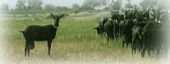Murcian goat