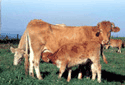 Cows at Galicia