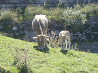 Cow