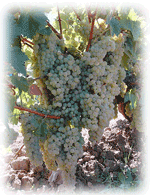 Queso al Pedro Ximenez