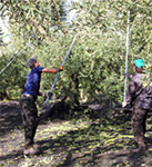 Process1 : Olive harvest