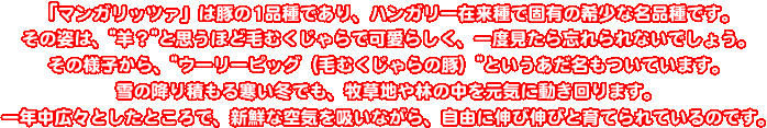 「マンガリッツァ」＝マンガリッツァポークは豚の1品種であり、ハンガリー在来種で固有の希少な名品種です。その姿は、