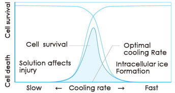 Perfecting　Cryopreservation　VIA Freeze