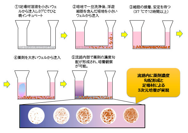 CEP3D-Ⅱ足場材、細胞、薬液添加方法とその効果