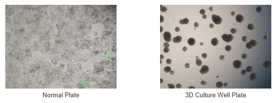 Differences between 3D Culture Well Plate & Normal Plates