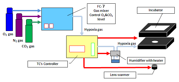 Example 2.　Hypoxia live cell imaging（Chamlide TC & FC-7）