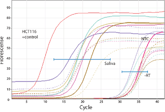 表：遺伝子解析用RNA採取キットOragene・RNA（オラジーン）によるリアルタイムPCR