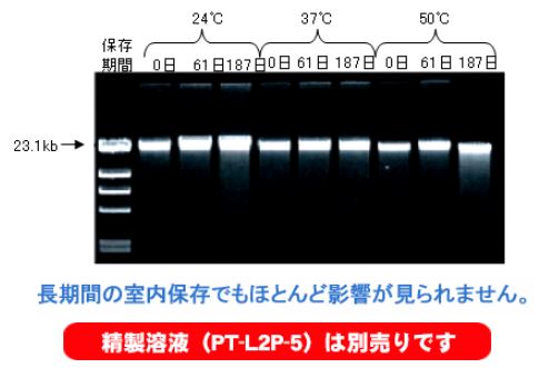 Orageneにて唾液を採取し、24℃、37℃、50℃の温度下で それぞれ0日、61日、187日間保存した後のDNA精製の結果
