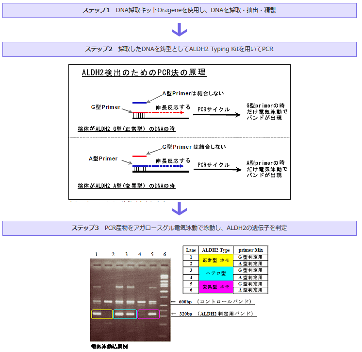 画像：実験の手順《概要》