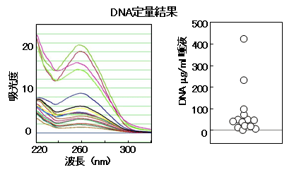 画像：DNA定量結果