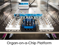 Organ-on-a-Chip Platform