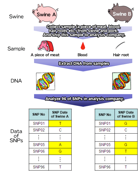 DNA analysis process
