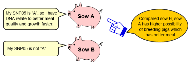 Some SNPs relate to swine’s characteristic