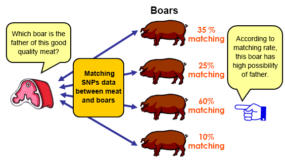 SNPs (DNA) is taken over from parent to offspring.