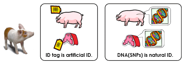There is no two swine which have exactly the same SNPs