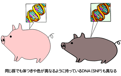 同じ豚でも持っているDNA（SNP）が異なる