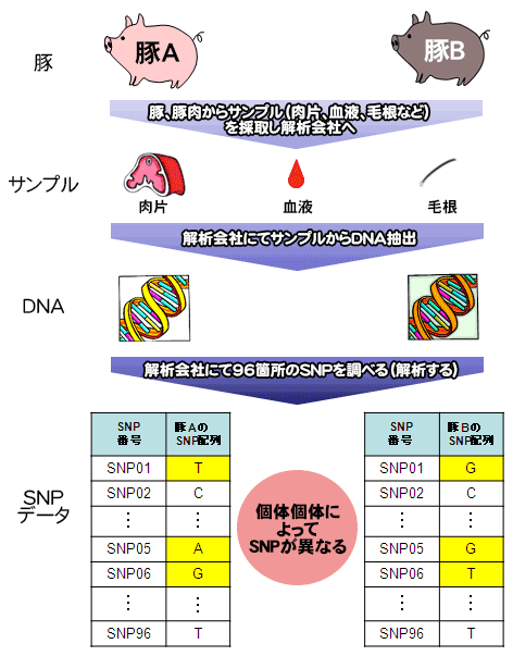 図解：DNA解析の流れ