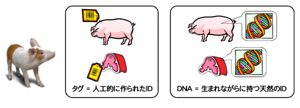 同じ豚でも持っているDNA（SNP）が異なる