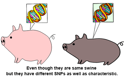 Even though they are same swine