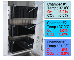 multi-incubator chamber