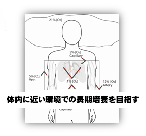 体内と同一環境