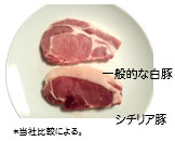 一般的な白豚とシチリア豚の違い