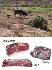 Suino Nero dei Nebrodi : Sicilian Pork